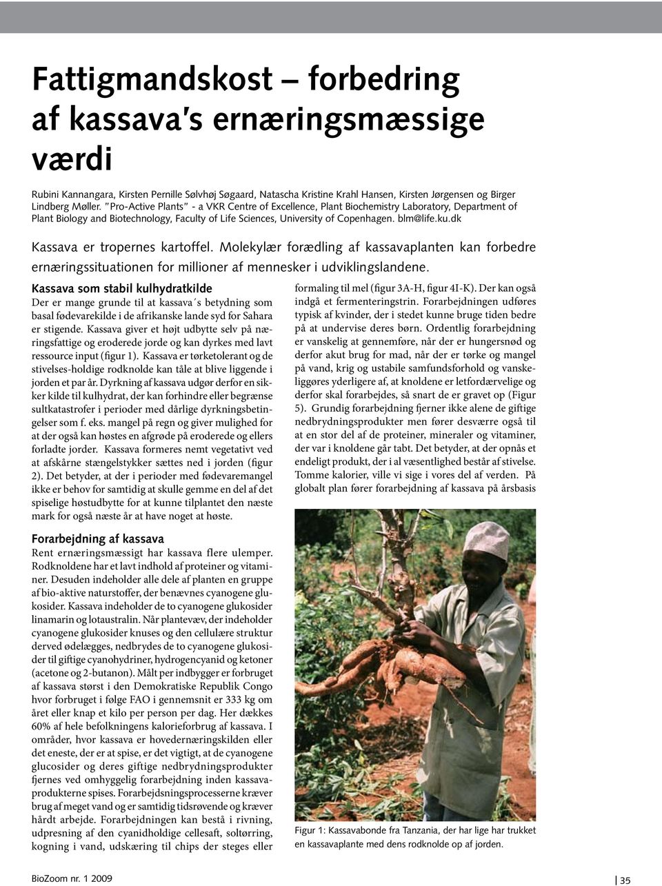 dk Kassava er tropernes kartoffel. Molekylær forædling af kassavaplanten kan forbedre ernæringssituationen for millioner af mennesker i udviklingslandene.