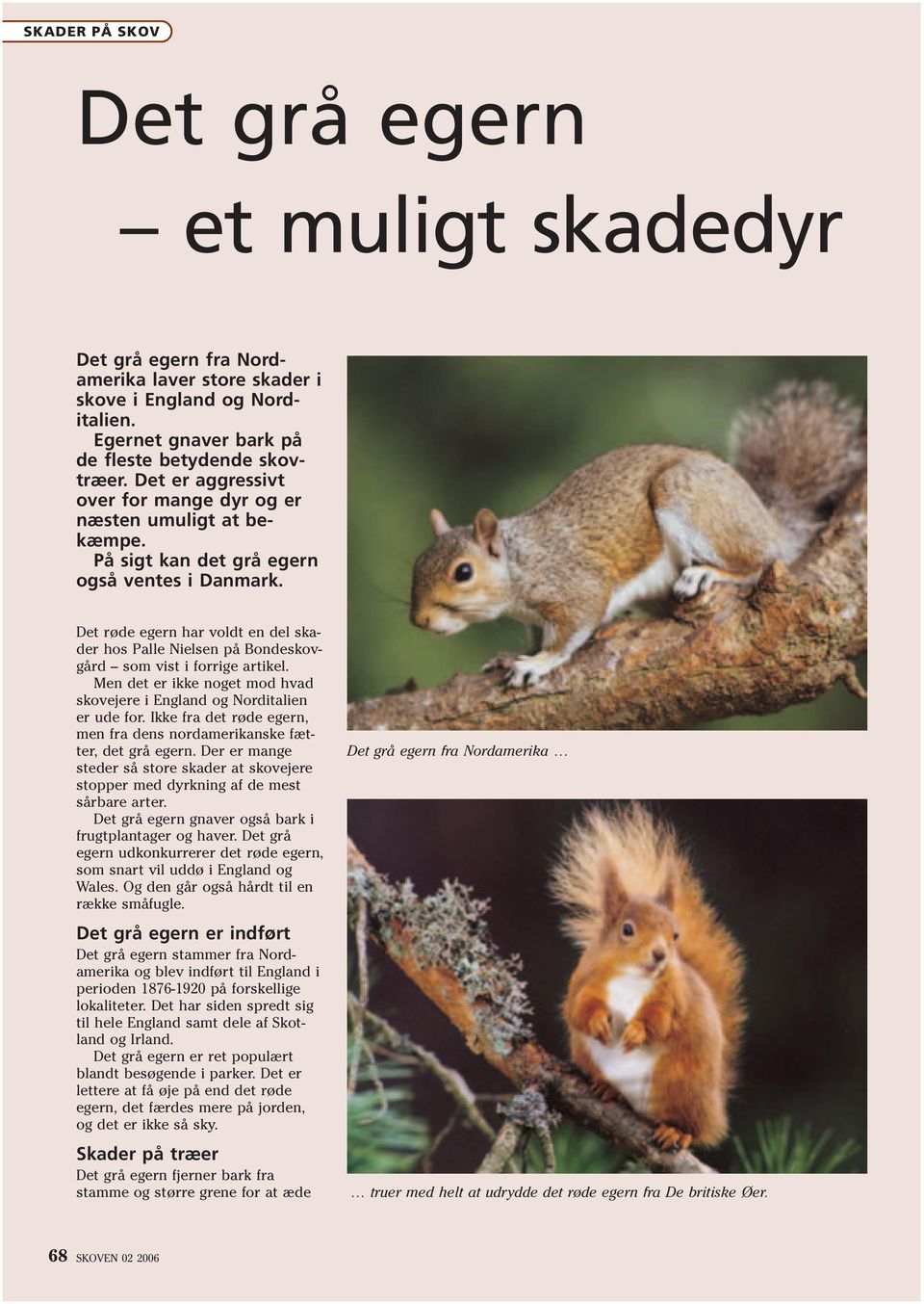 Det røde egern har voldt en del skader hos Palle Nielsen på Bondeskovgård som vist i forrige artikel. Men det er ikke noget mod hvad skovejere i England og Norditalien er ude for.