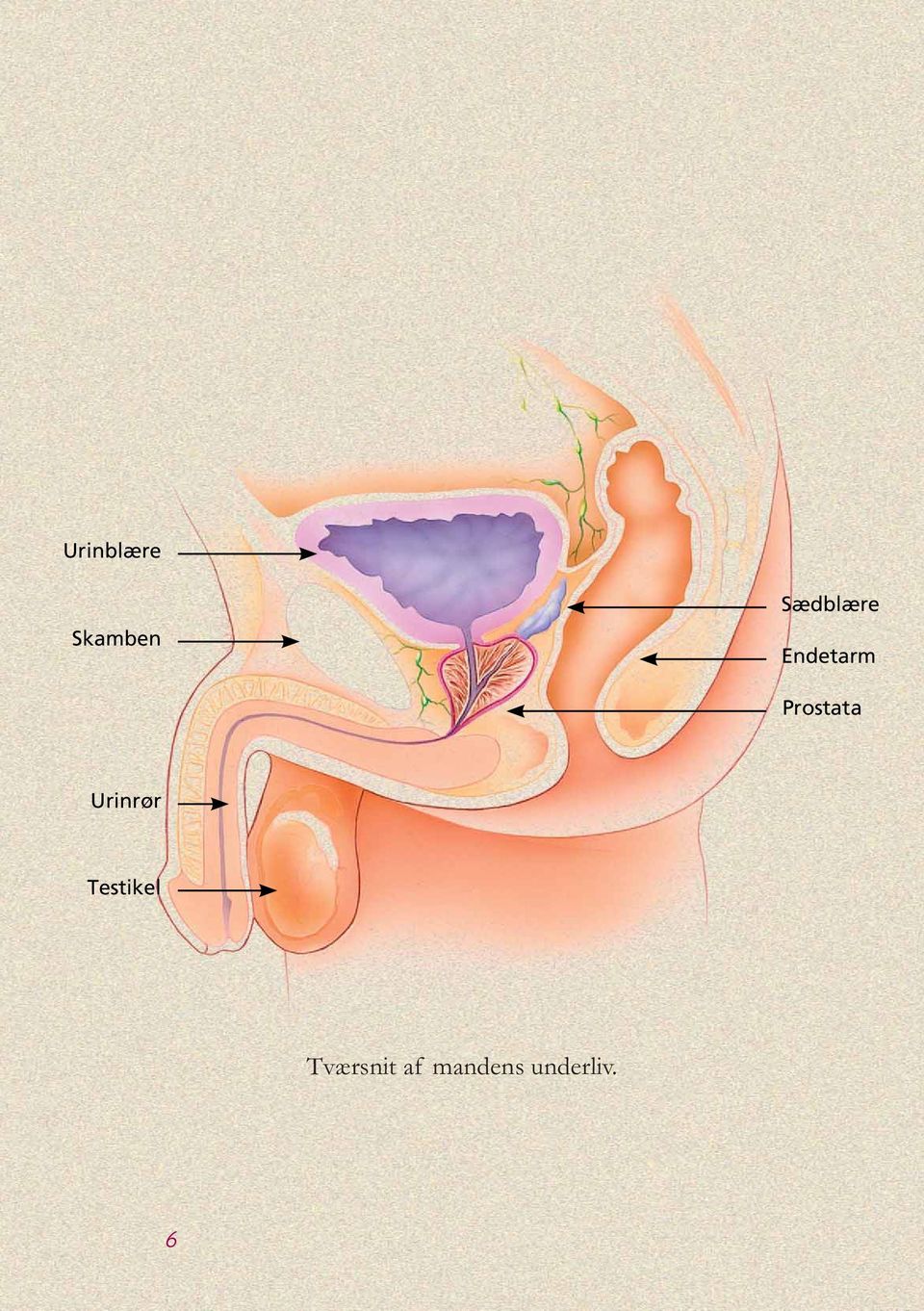 Prostata Urinrør