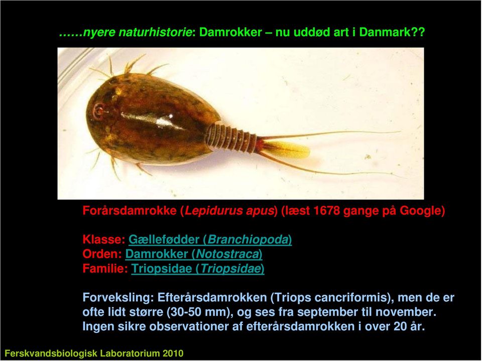 Damrokker (Notostraca) Familie: Triopsidae (Triopsidae) Forveksling: Efterårsdamrokken (Triops cancriformis),