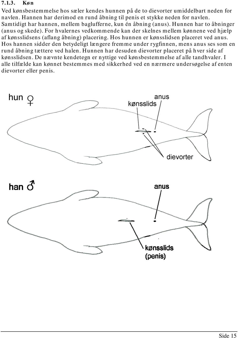 For hvalernes vedkommende kan der skelnes mellem kønnene ved hjælp af kønsslidsens (aflang åbning) placering. Hos hunnen er kønsslidsen placeret ved anus.