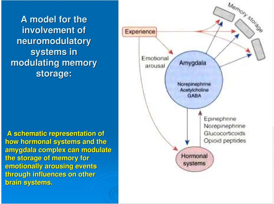 hormonal systems and the amygdala complex can modulate the storage