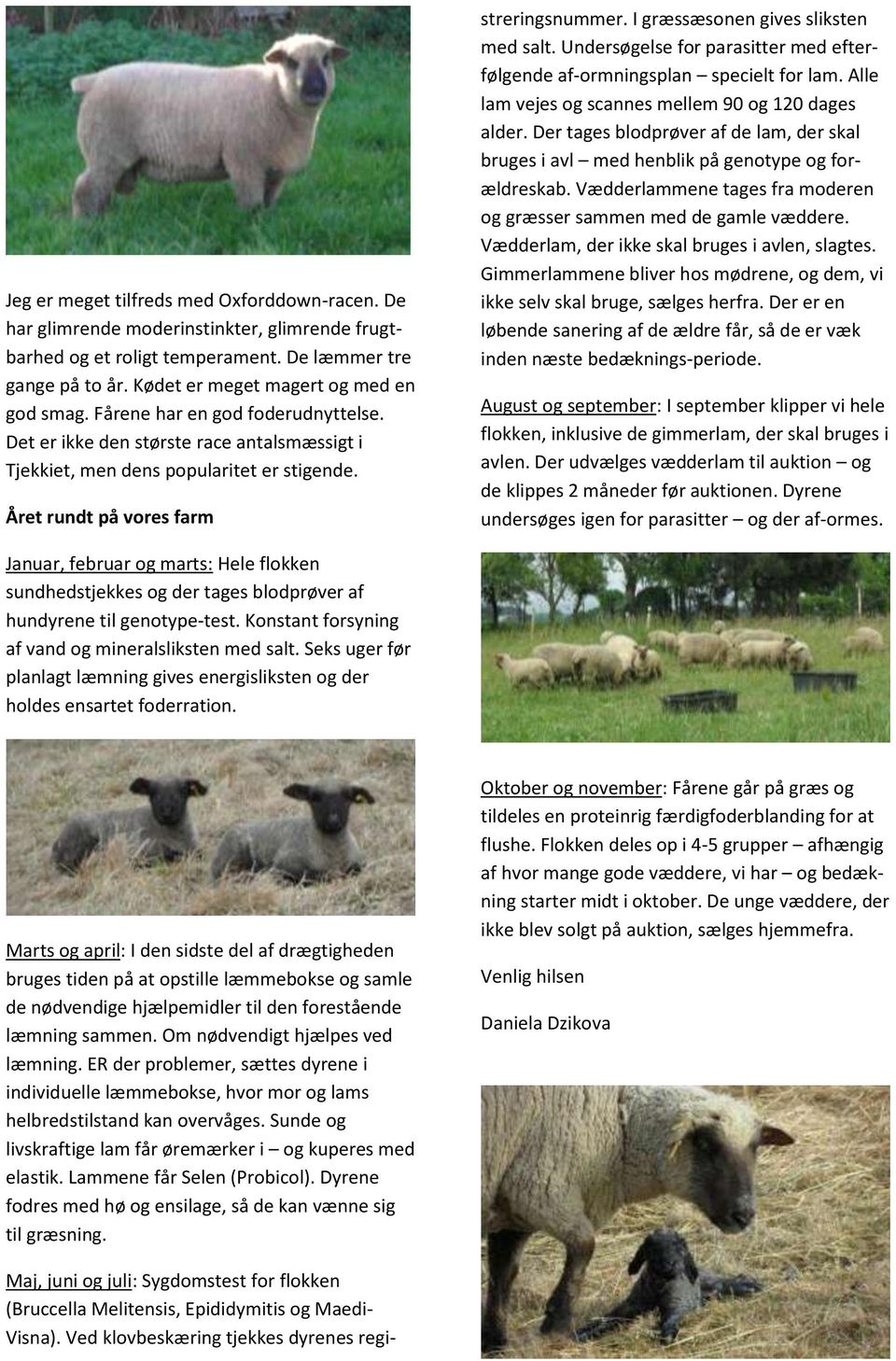 Året rundt på vores farm Maj, juni og juli: Sygdomstest for flokken (Bruccella Melitensis, Epididymitis og Maedi- Visna). Ved klovbeskæring tjekkes dyrenes registreringsnummer.
