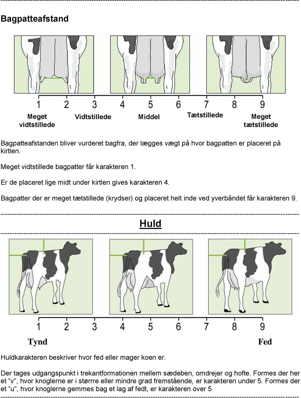 Bagpatter der er meget tætstillede (krydser) og placeret helt inde ved yverbåndet får karakteren 9. Huld Tynd Fed Huldkarakteren beskriver hvor fed eller mager koen er.