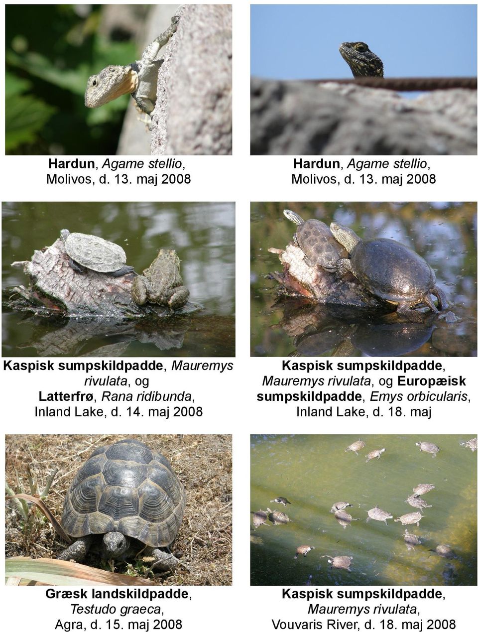 maj 2008 Kaspisk sumpskildpadde, Mauremys rivulata, og Europæisk sumpskildpadde, Emys orbicularis, Inland Lake,