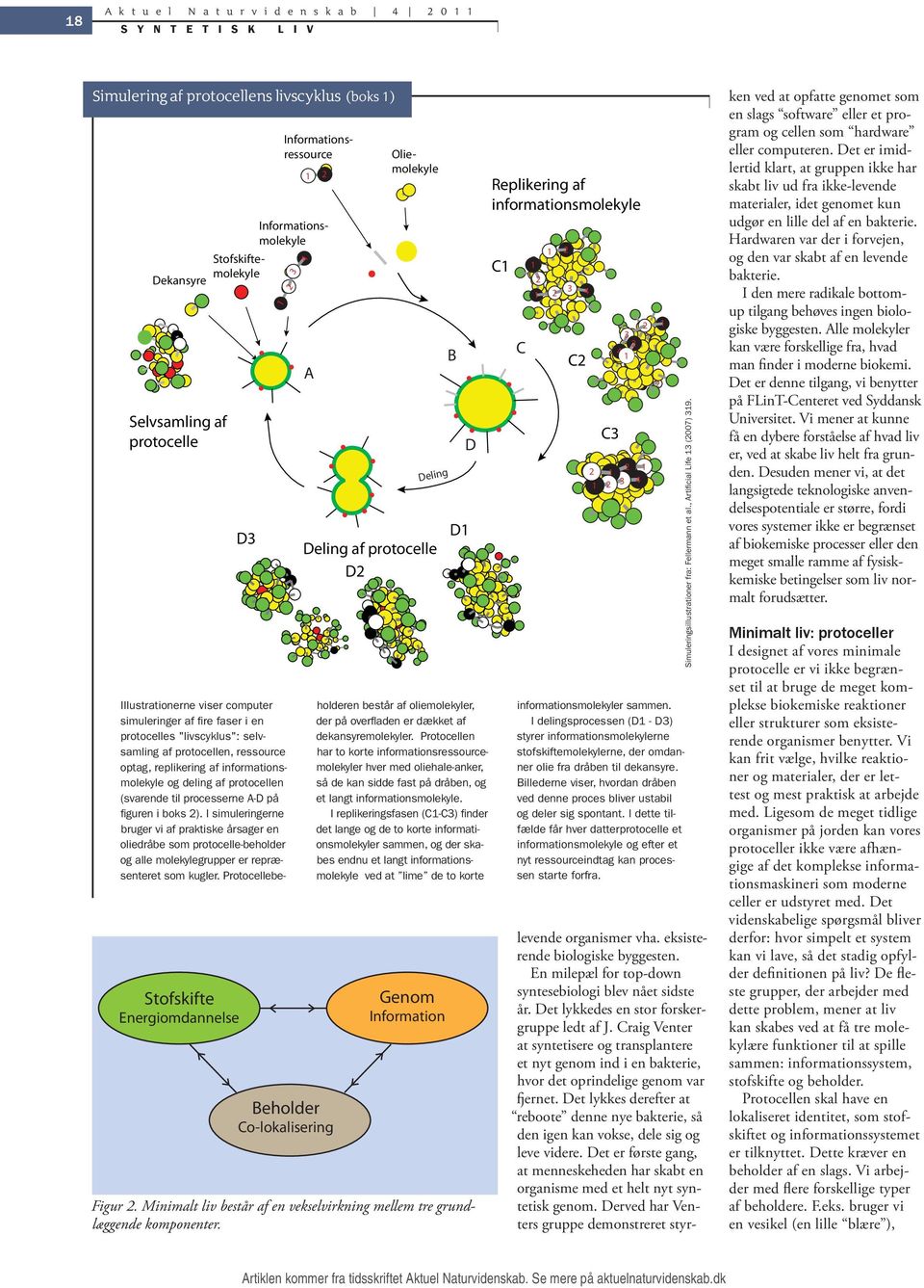 "livscyklus": selvsamling af protocellen, ressource optag, replikering af informationsmolekyle og deling af protocellen (svarende til processerne A-D på figuren i boks ).
