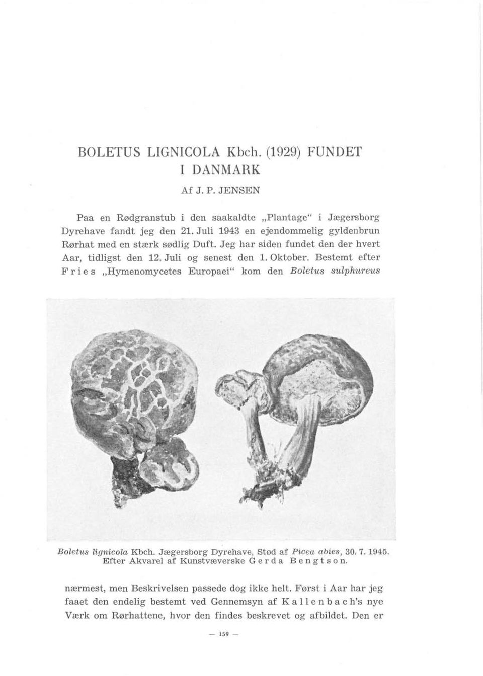 Bestemt efter F r i e s "Hymenomycetes Europaei" kom den Boletus sulphureus Boletus lignicola Kbch. Jægersborg Dyrehave, Stød af Picea abies, 30.7.1945.