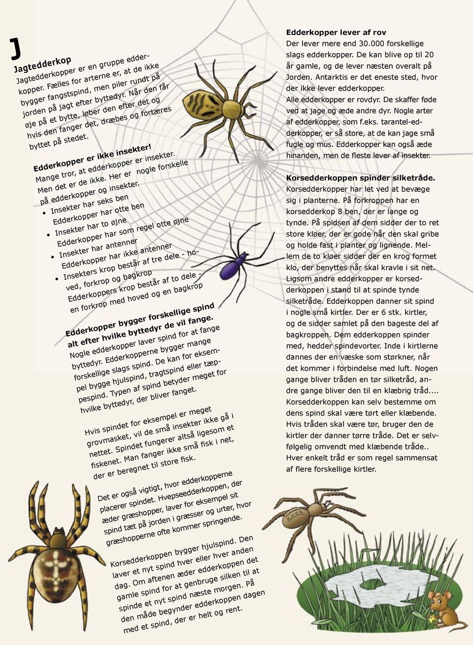 Her er nogle forskelle på edderkopper og insekter.