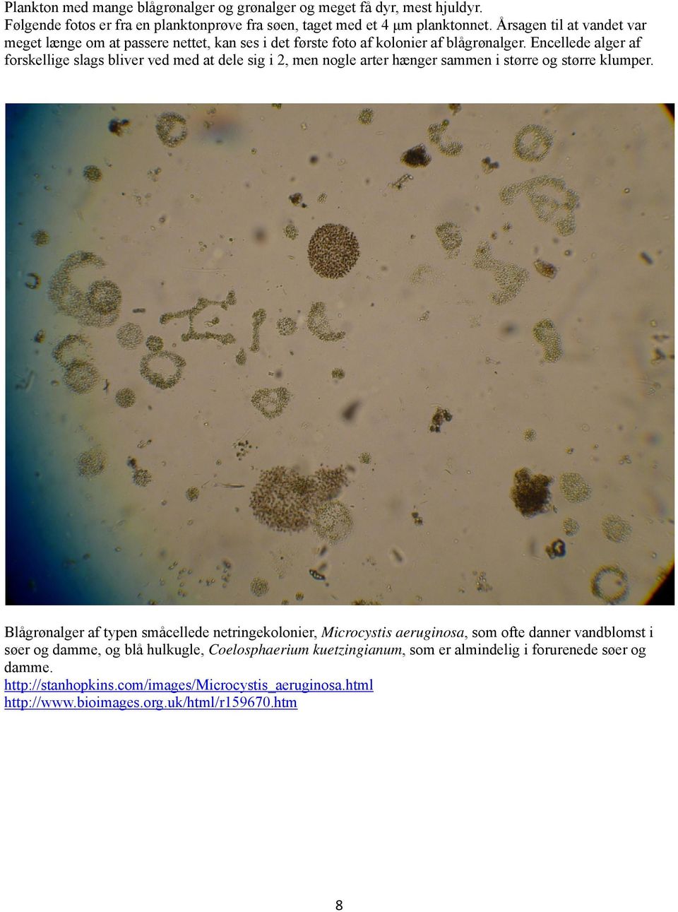 Encellede alger af forskellige slags bliver ved med at dele sig i 2, men nogle arter hænger sammen i større og større klumper.