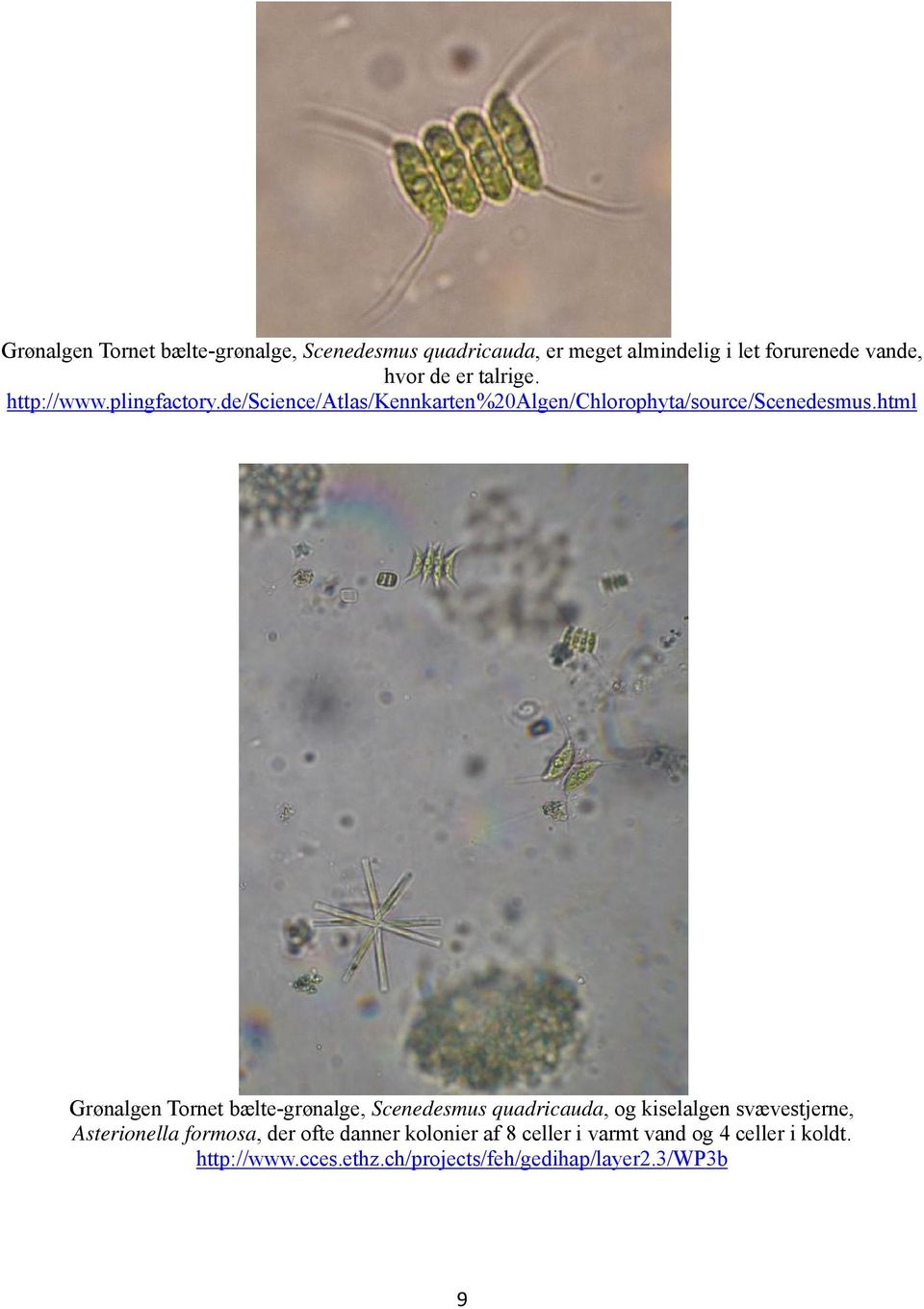 html Grønalgen Tornet bælte-grønalge, Scenedesmus quadricauda, og kiselalgen svævestjerne, Asterionella formosa,