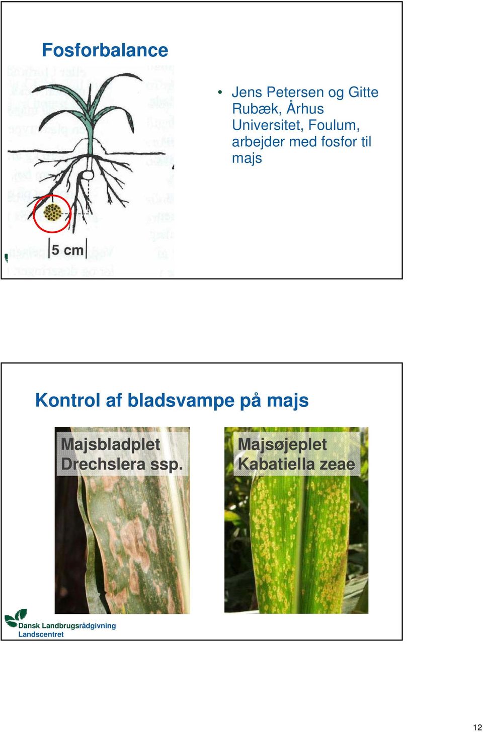 Kontrol af bladsvampe på majs Majsbladplet