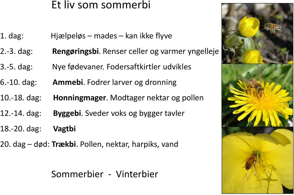 dag: Ammebi. Fodrer larver og dronning 10.-18. dag: Honningmager. Modtager nektar og pollen 12.-14.