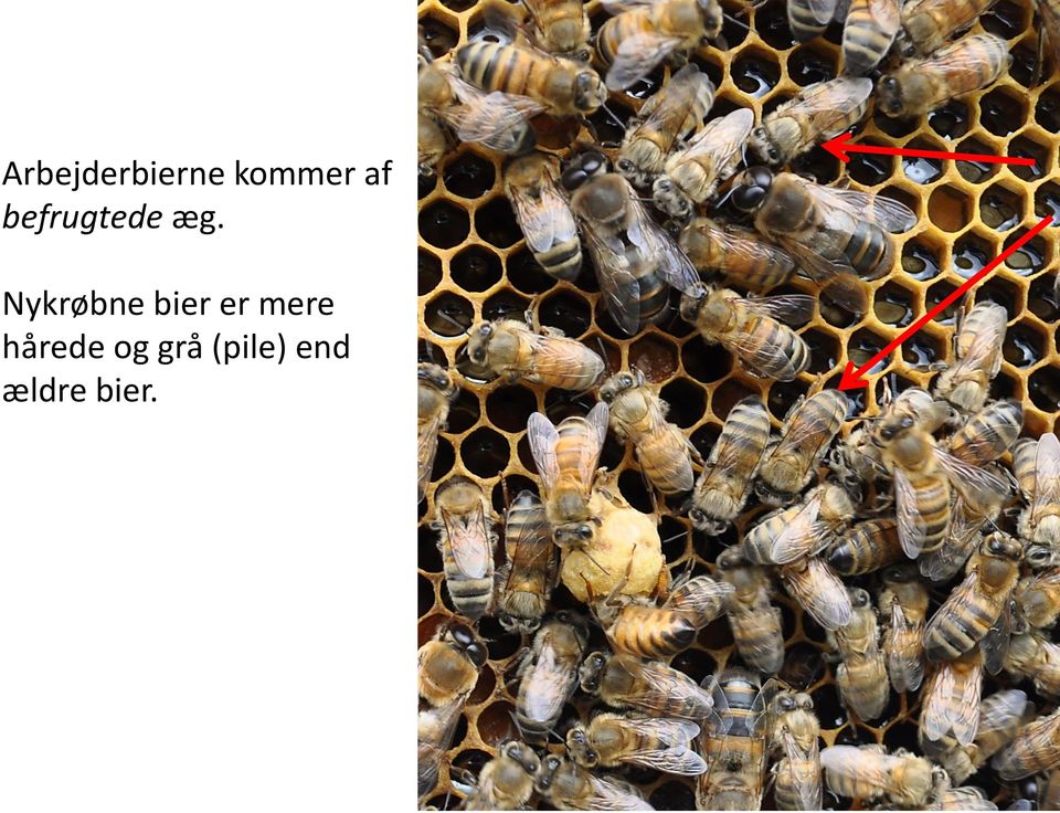 Nykrøbne bier er mere
