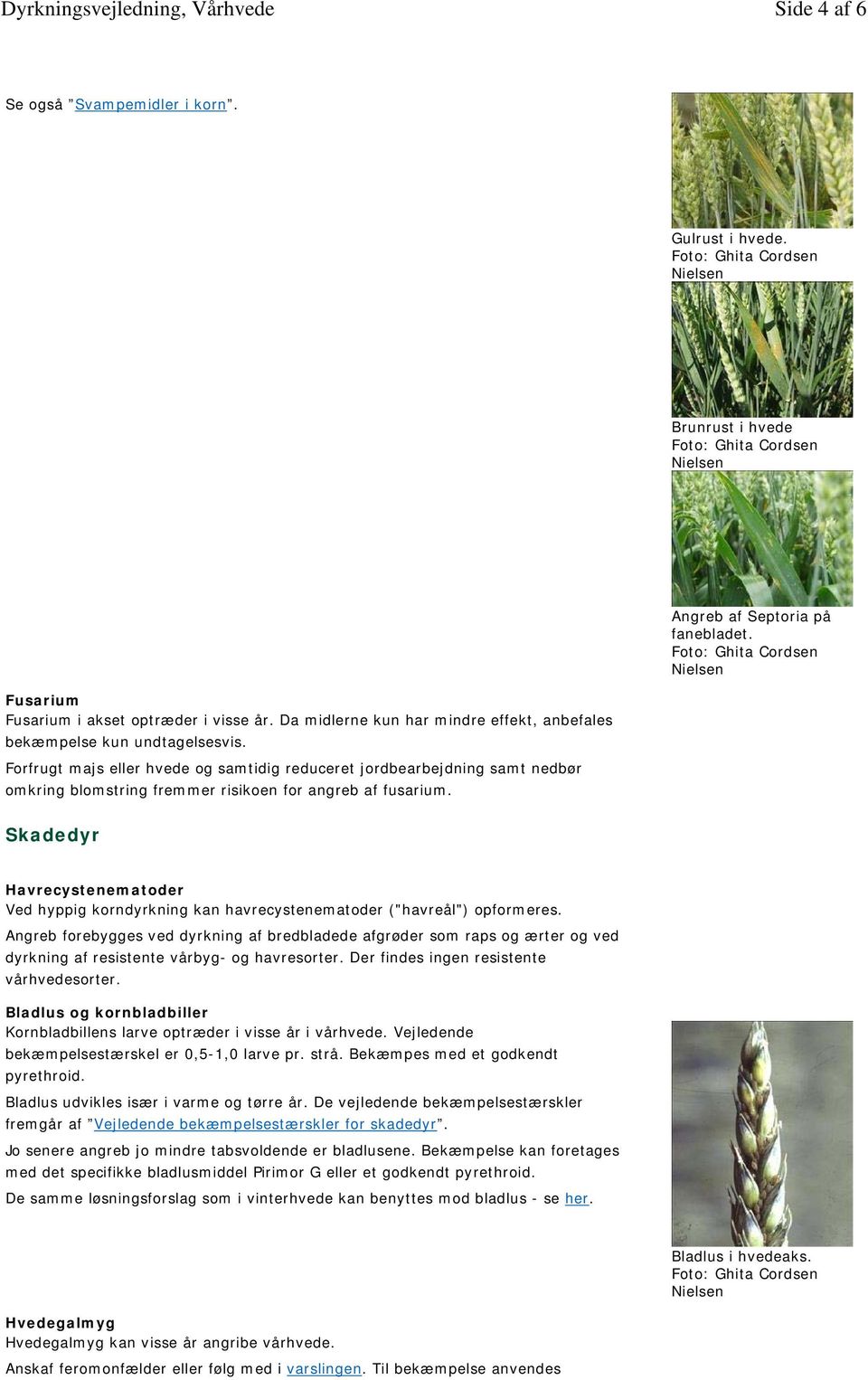 Forfrugt majs eller hvede og samtidig reduceret jordbearbejdning samt nedbør omkring blomstring fremmer risikoen for angreb af fusarium.
