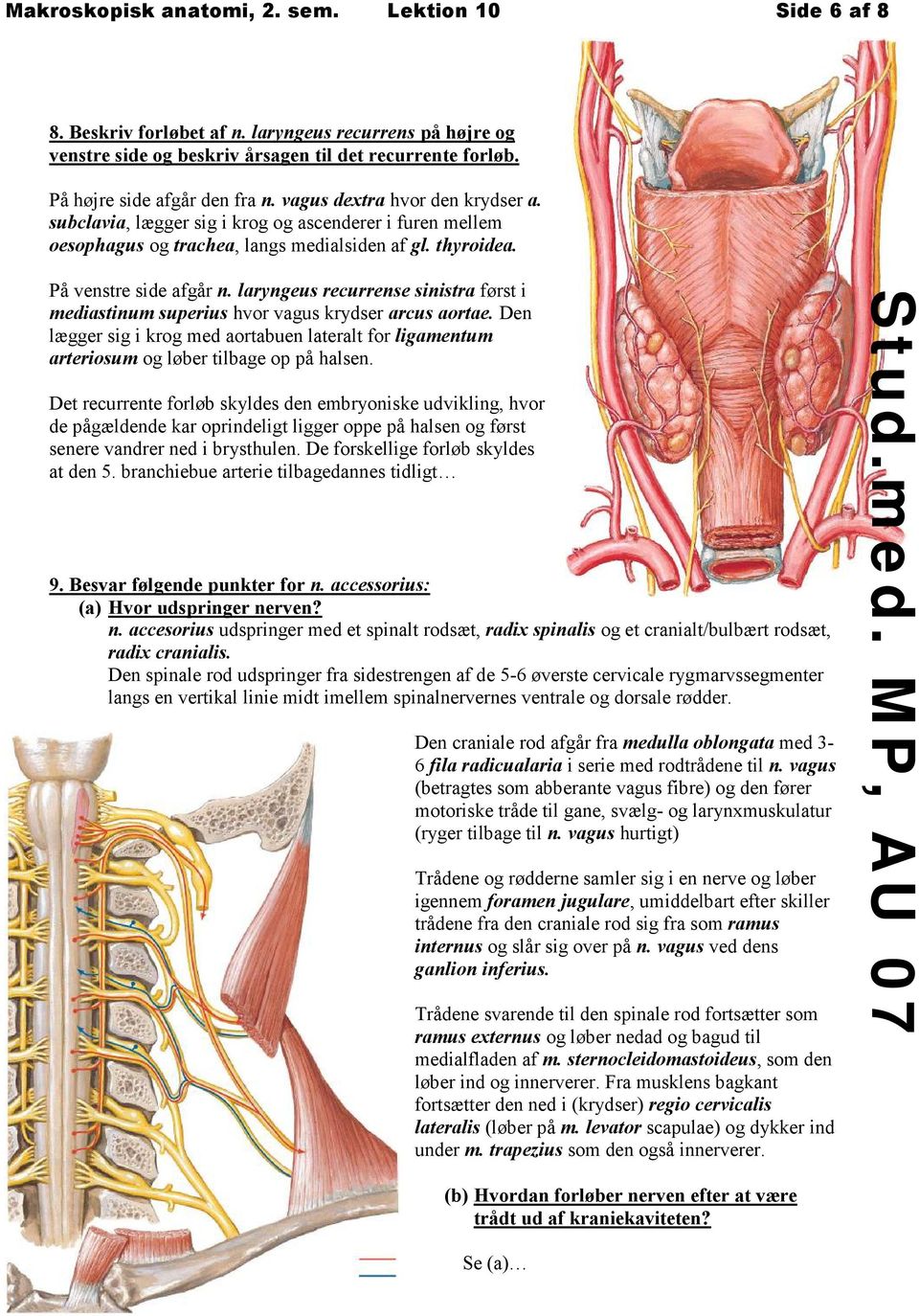 laryngeus recurrense sinistra først i mediastinum superius hvor vagus krydser arcus aortae. Den lægger sig i krog med aortabuen lateralt for ligamentum arteriosum og løber tilbage op på halsen.