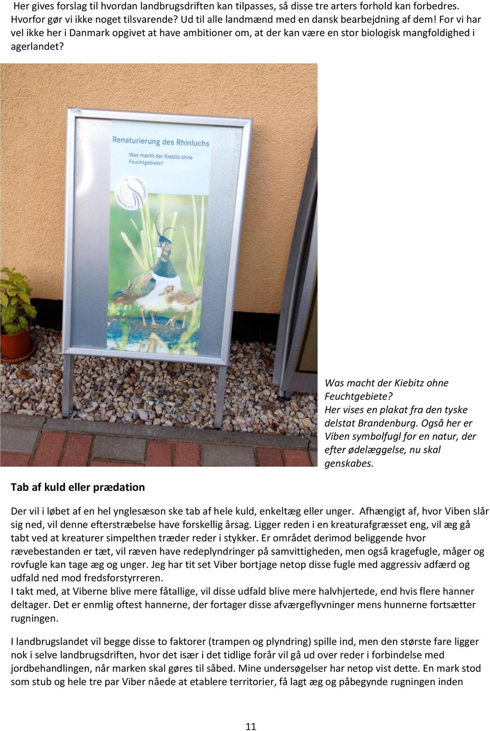 Her vises en plakat fra den tyske delstat Brandenburg. Også her er Viben symbolfugl for en natur, der efter ødelæggelse, nu skal genskabes.