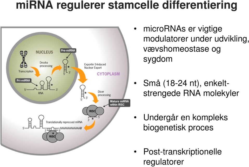 sygdom Små (18-24 nt), enkeltstrengede RNA molekyler