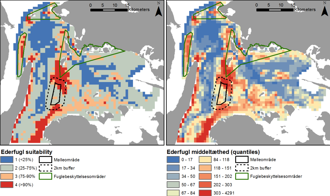 ANNEX A: Omø South Nearshore A/S - Omø Syd kystnær havmøllepark: Teknisk baggrundsrapport Figur 3-1. Den modellerede fordeling af ederfugl inden for det undersøgte farvandsafsnit.