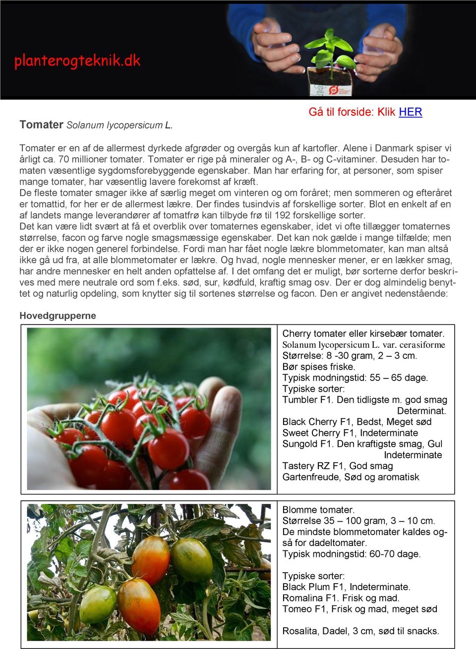 Man har erfaring for, at personer, som spiser mange tomater, har væsentlig lavere forekomst af kræft.
