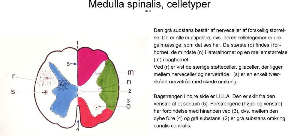 Ved (r) er vist de særlige støtteceller, gliaceller, der ligger mellem nerveceller og nervetråde. (s) er en enkelt tværskåret nervetråd med skede omkring.
