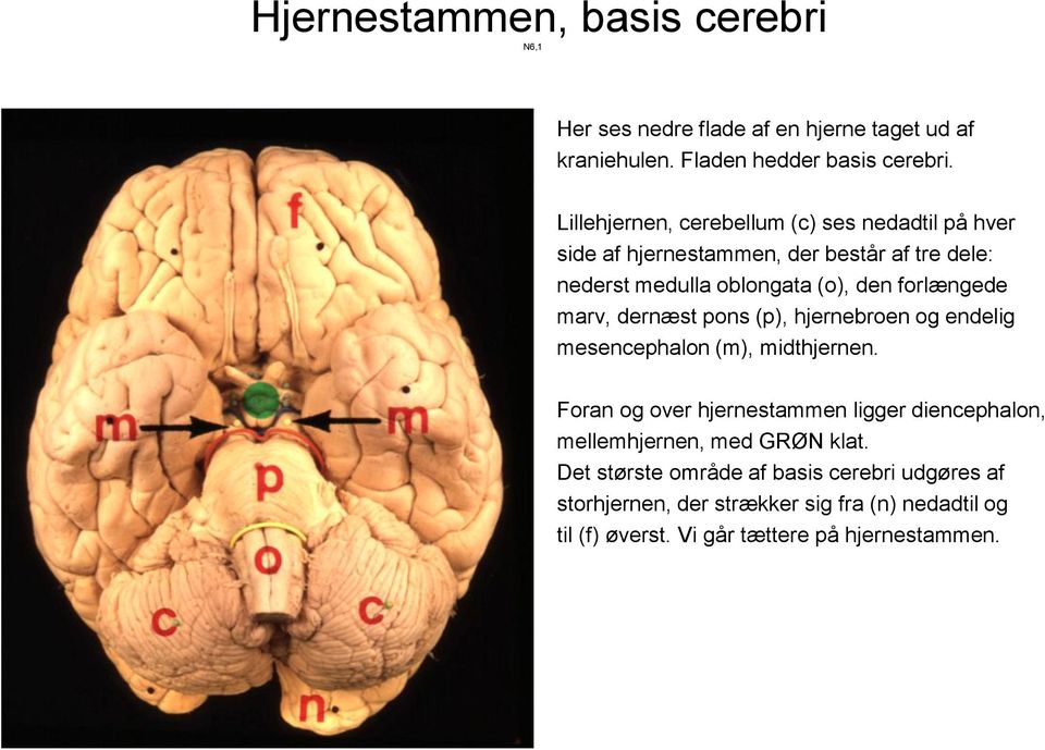 forlængede marv, dernæst pons (p), hjernebroen og endelig mesencephalon (m), midthjernen.