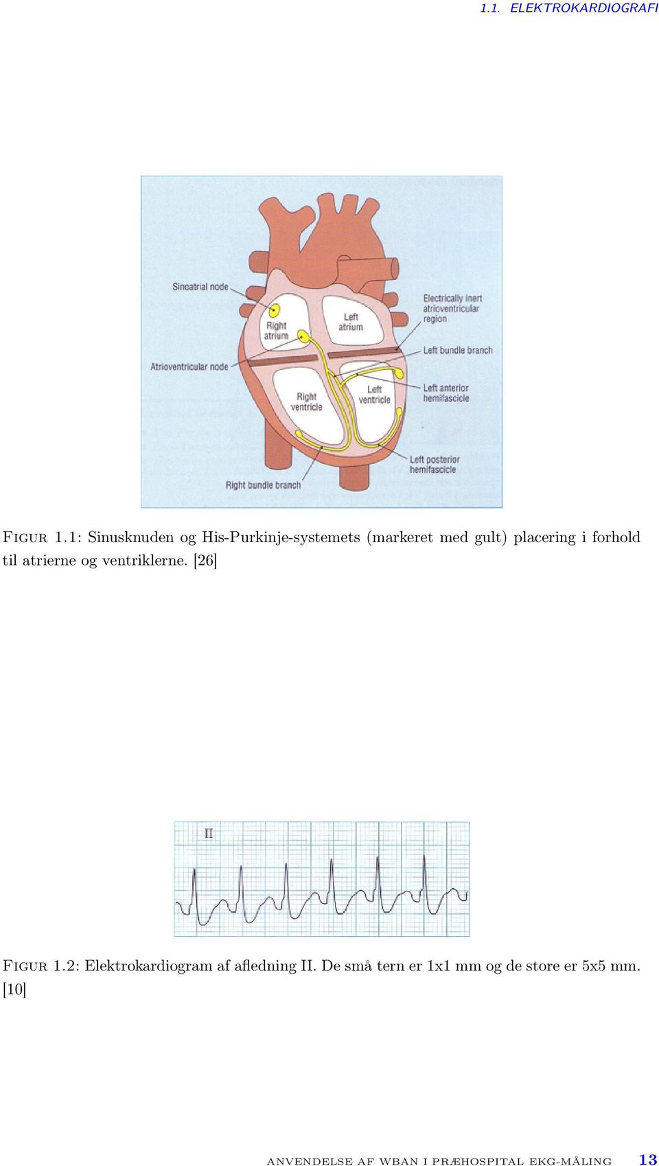 forhold til atrierne og ventriklerne. [26] Figur 1.