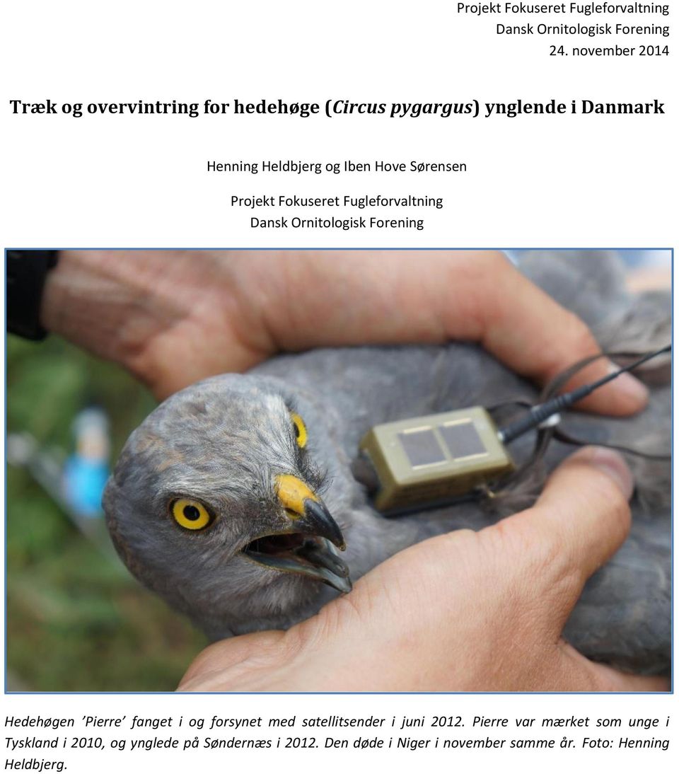 Sørensen Projekt Fokuseret Fugleforvaltning Dansk Ornitologisk Forening Hedehøgen Pierre fanget i og forsynet med