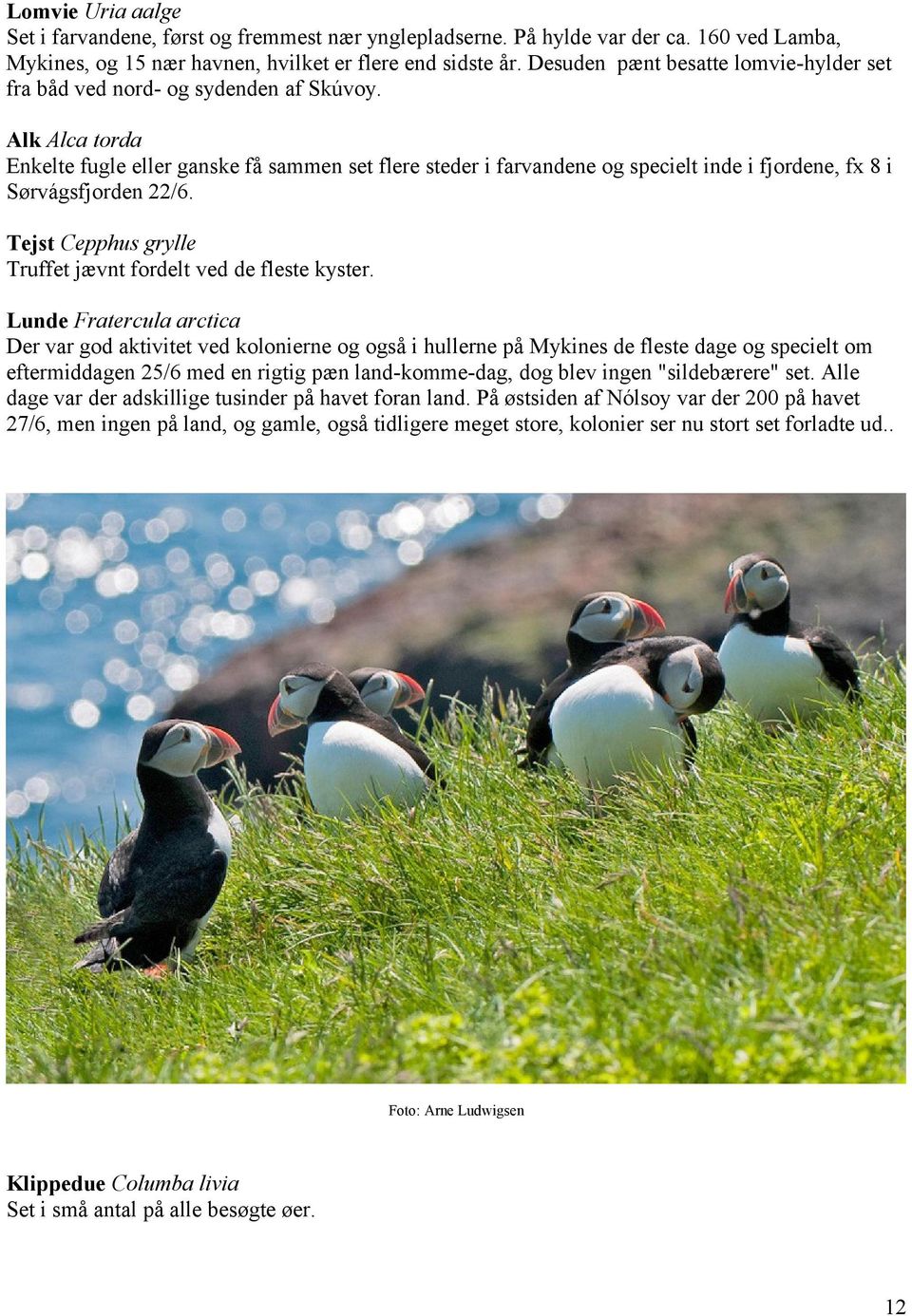 Alk Alca torda Enkelte fugle eller ganske få sammen set flere steder i farvandene og specielt inde i fjordene, fx 8 i Sørvágsfjorden 22/6.