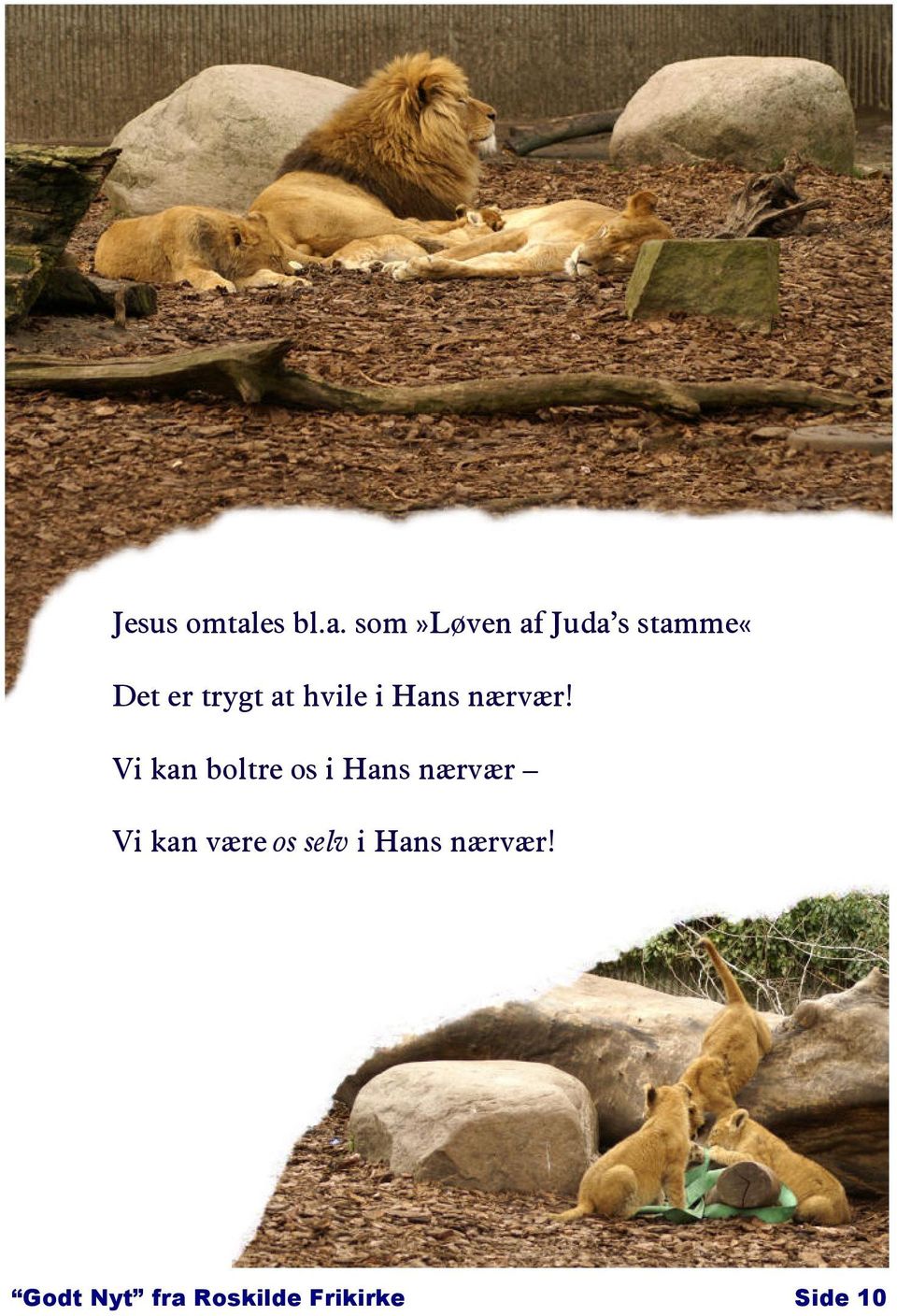 som»løven af Juda s stamme«det er trygt at