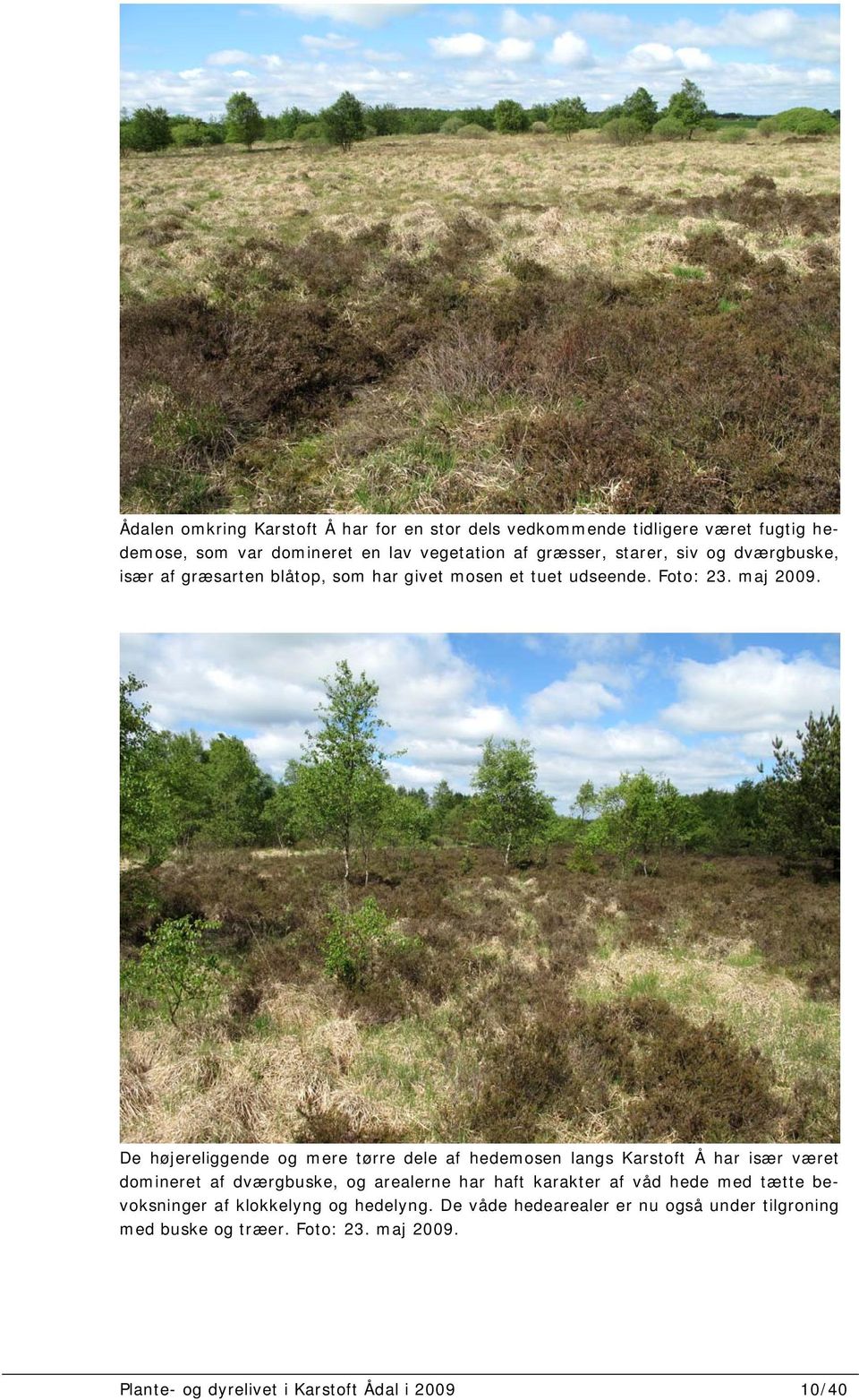 De højereliggende og mere tørre dele af hedemosen langs Karstoft Å har især været domineret af dværgbuske, og arealerne har haft karakter af våd