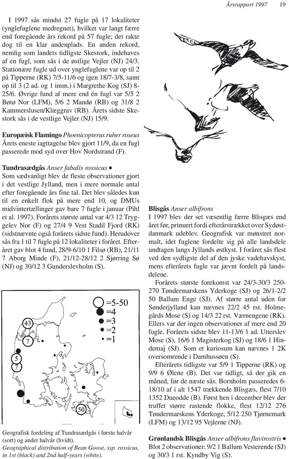Stationære fugle ud over ynglefuglene var op til 2 på Tipperne (RK) 7/5-11/6 og igen 18/7-3/8, samt op til 3 (2 ad. og 1 imm.) i Margrethe Kog (SJ) 8-25/6.