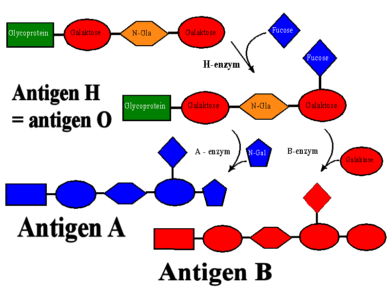 ABO-antigenerne Figur 2 Blodtypeantigener A, B og O. Se appendix for kemiske strukturer for sukkermolekylerne og figur 4 for en komplet oversigt. 1.