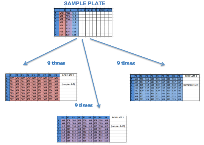 Figur 2. Arrangement af prøver og PCR-opsætning Tabel 1.