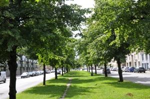 flere træer end de, der findes i dag. Træerne fungerer som luftrensere, og i forbindelse med klimaforandringerne er de med til at køle den varme by og skabe fordampning og økologisk balance.