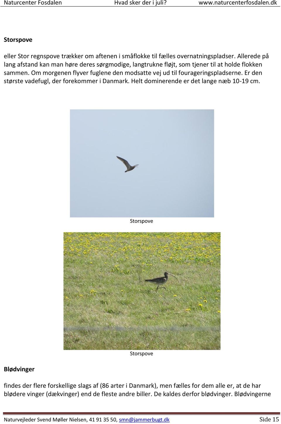 Om morgenen flyver fuglene den modsatte vej ud til fourageringspladserne. Er den største vadefugl, der forekommer i Danmark. Helt dominerende er det lange næb 10-19 cm.