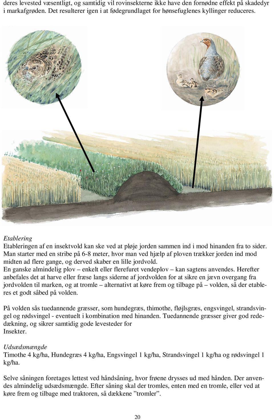 Man starter med en stribe på 6-8 meter, hvor man ved hjælp af ploven trækker jorden ind mod midten ad flere gange, og derved skaber en lille jordvold.