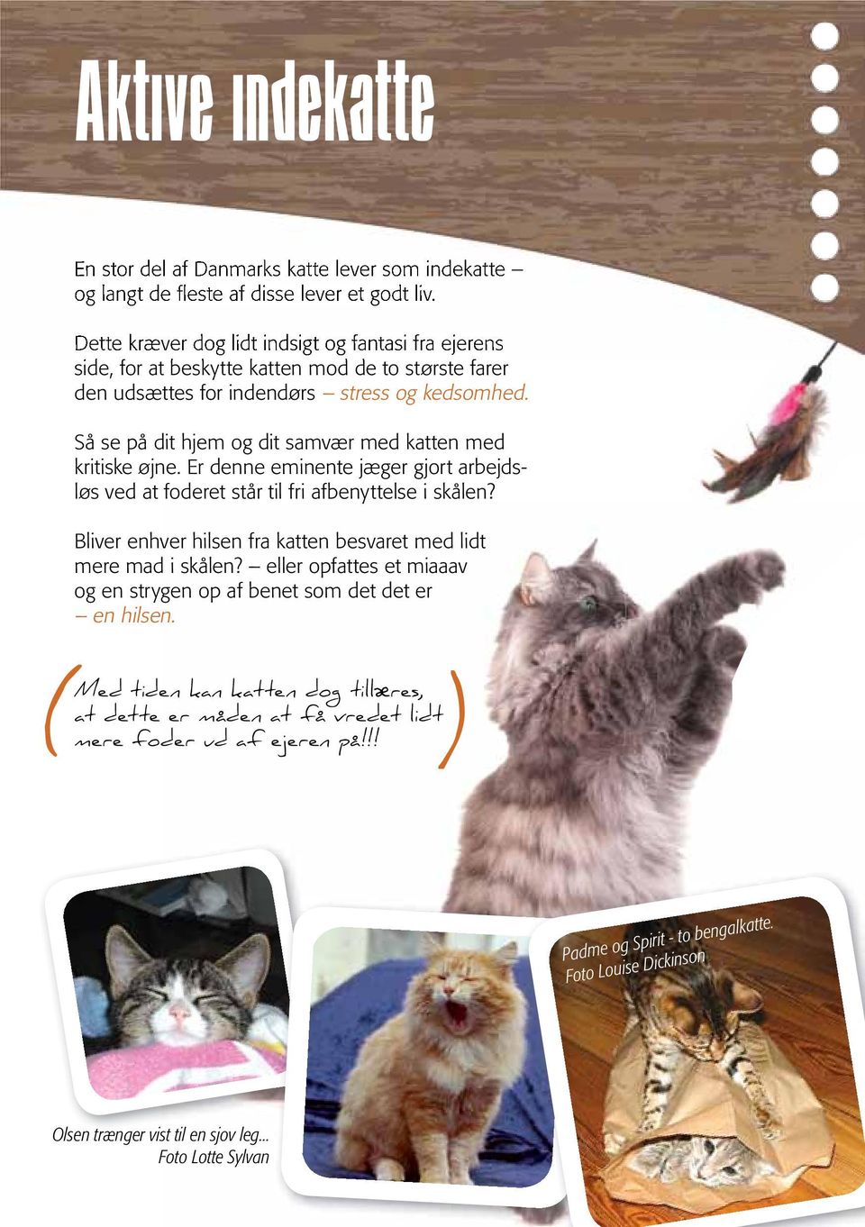 Aktivering af katte. - den bedste start for dig og din kat - PDF Free  Download