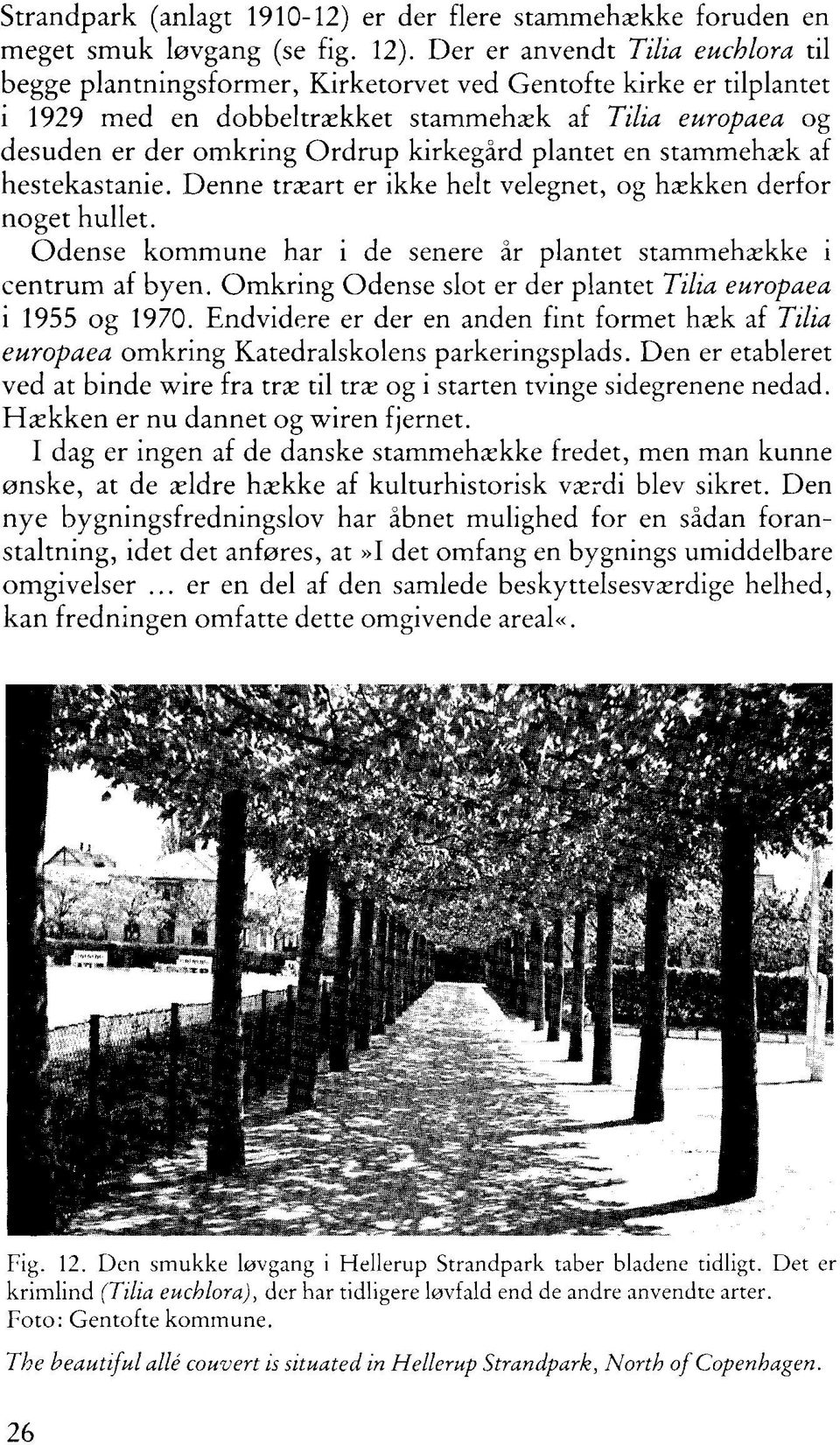 stammehæk af hestekastanie. Denne træart er ikke helt velegnet, og hækken derfor noget hullet. Odense kommune har i de senere år plantet stammehække i centrum af byen.