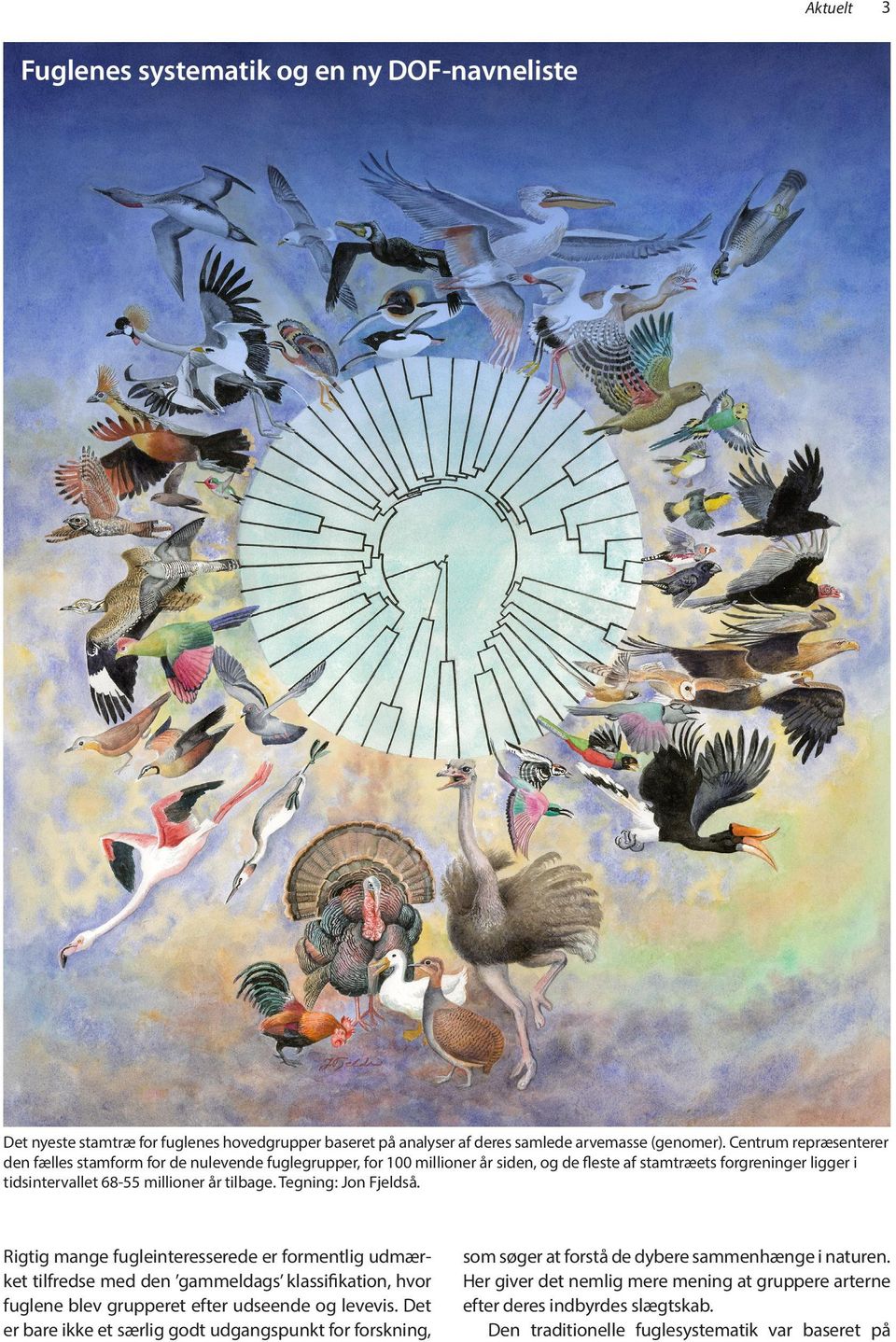 Tegning: Jon Fjeldså. Rigtig mange fugleinteresserede er formentlig udmærket tilfredse med den gammeldags klassifikation, hvor fuglene blev grupperet efter udseende og levevis.