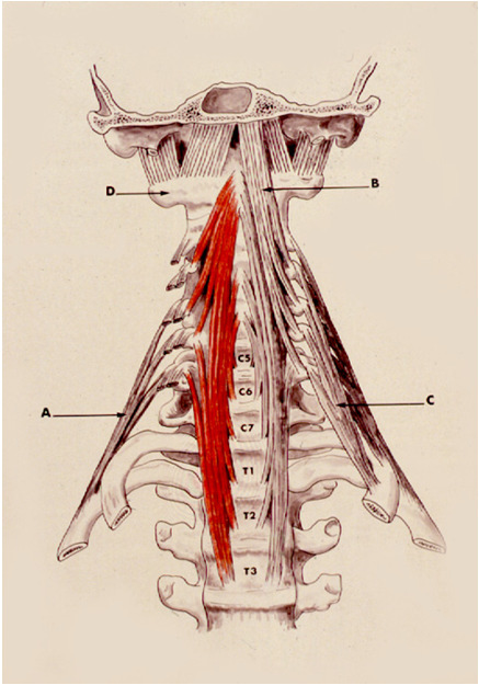 Lange Prævertebralmuskler den lange halsmuskel den lange hovedmuskel Lange