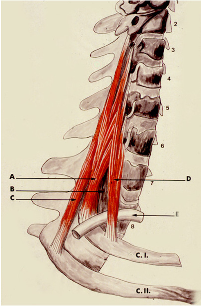 Lange Prævertebralmuskler m. longus capitis den lange hovedmuskel fra nederste halshvirvlers tværtappe basis cranii foran foramen magnum Skrå Prævertebralmuskler m.