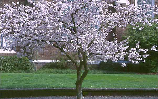 U D V I K L I N G S P L A N UDVIKLINGSSPLAN Helheden Hovedidéen i forslaget er at udvikle kirkegården til en parkkirkegård, hvor et stort antal hvid- og rosablomstrede, japanske kirsebærtræer danner