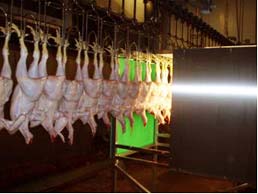 Nye metoder Automatisk udstyr til kvalitetsvurdering bliver udviklet til at hjælpe Veterinærkontrollen. Computer-genererede billeder af hver slagtede kylling.