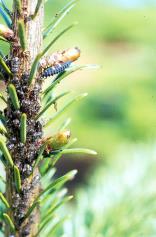 Brun ædelgranbladlus Tætte kolonier under grenkransene tættest på 2.-års bark. På træer af alle aldre. Producerer honningdug. Dias 7 Store bladlus 4-8 mm, lange ben.