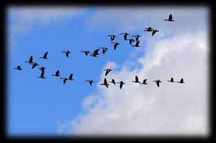 Det derude. I september ankom tusindvis af gæs fra nord. Gæssene flyver i en særlig v-formation. Det skyldes, at gåsens vinge ved vingeslaget presser luften sammen under vingen.