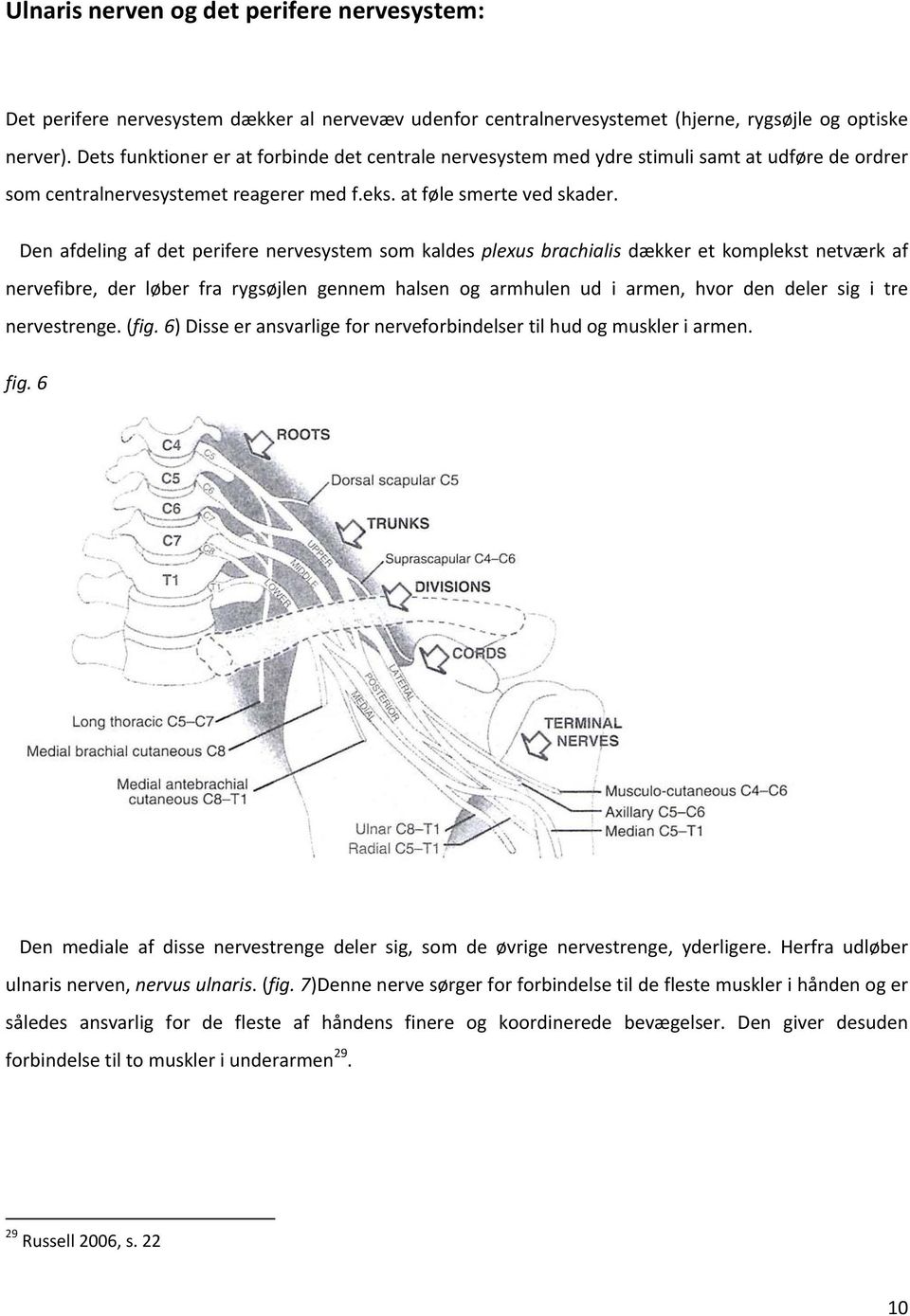 Den afdeling af det perifere nervesystem som kaldes plexus brachialis dækker et komplekst netværk af nervefibre, der løber fra rygsøjlen gennem halsen og armhulen ud i armen, hvor den deler sig i tre