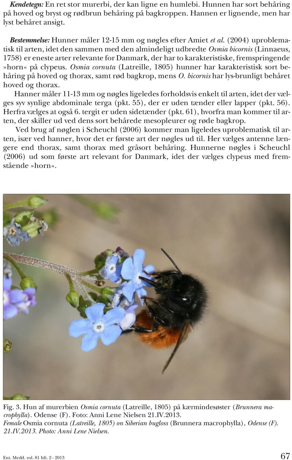 (2004) uproblematisk til arten, idet den sammen med den almindeligt udbredte Osmia bicornis (Linnaeus, 1758) er eneste arter relevante for Danmark, der har to karakteristiske, fremspringende»horn«på