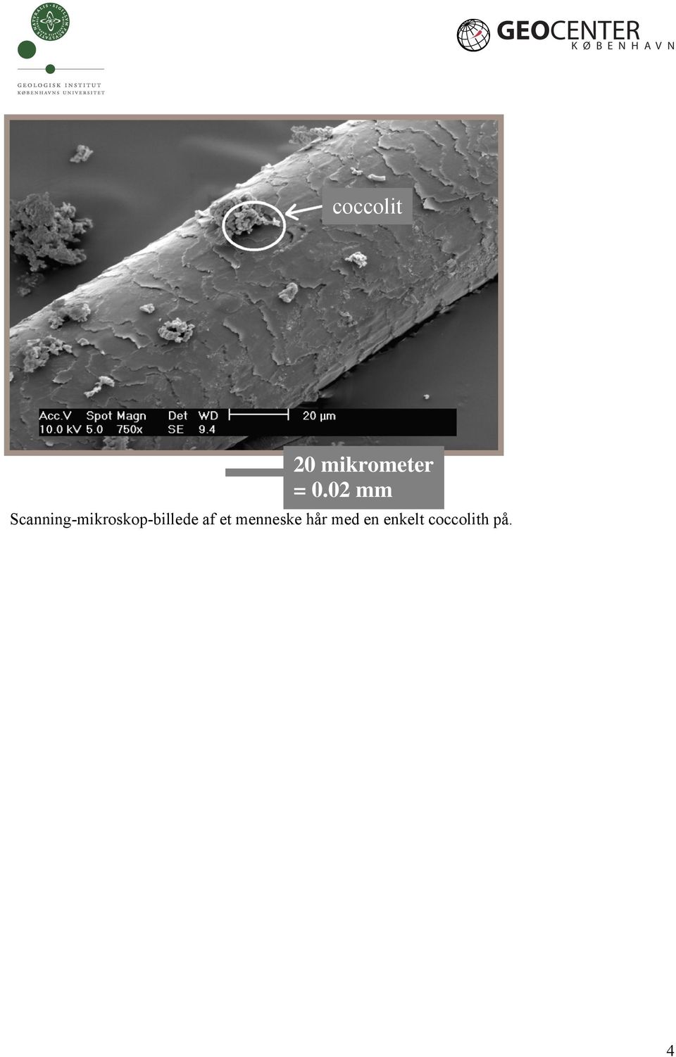 Scanning-mikroskop-billede
