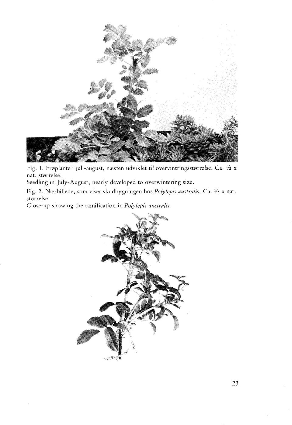 Seedling in July-August, nearly developed to overwintering size. Fig. 2.