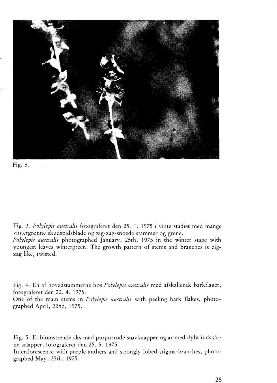 En af hovedstammerne hos Polylepis australis med afskallende barkflager, fotograferet den 22. 4. 1975.